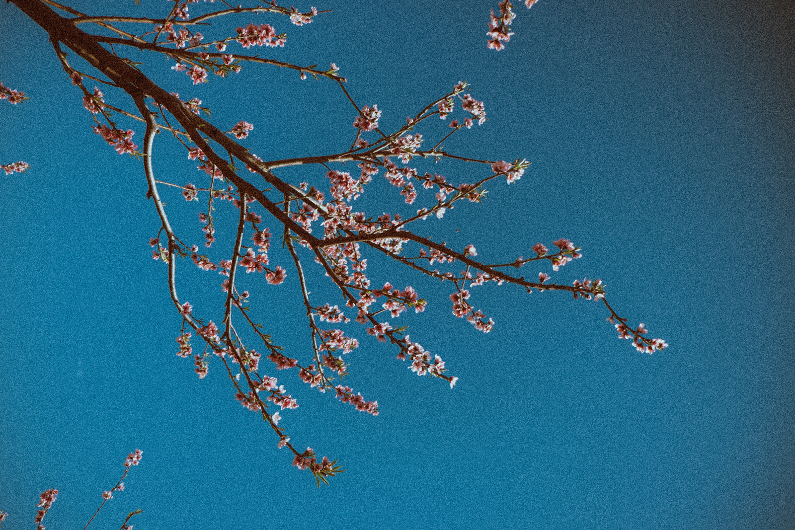 DSCF4885_WEB