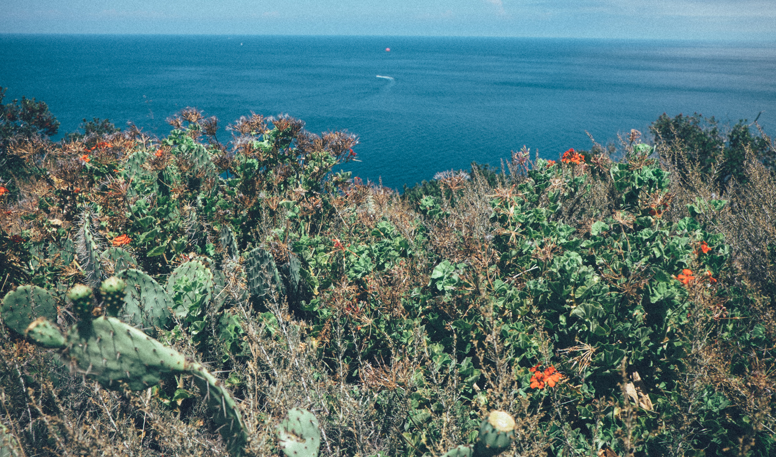 MelissaMontoyaPhotography_2017_08_07_CatalinaIsland_04