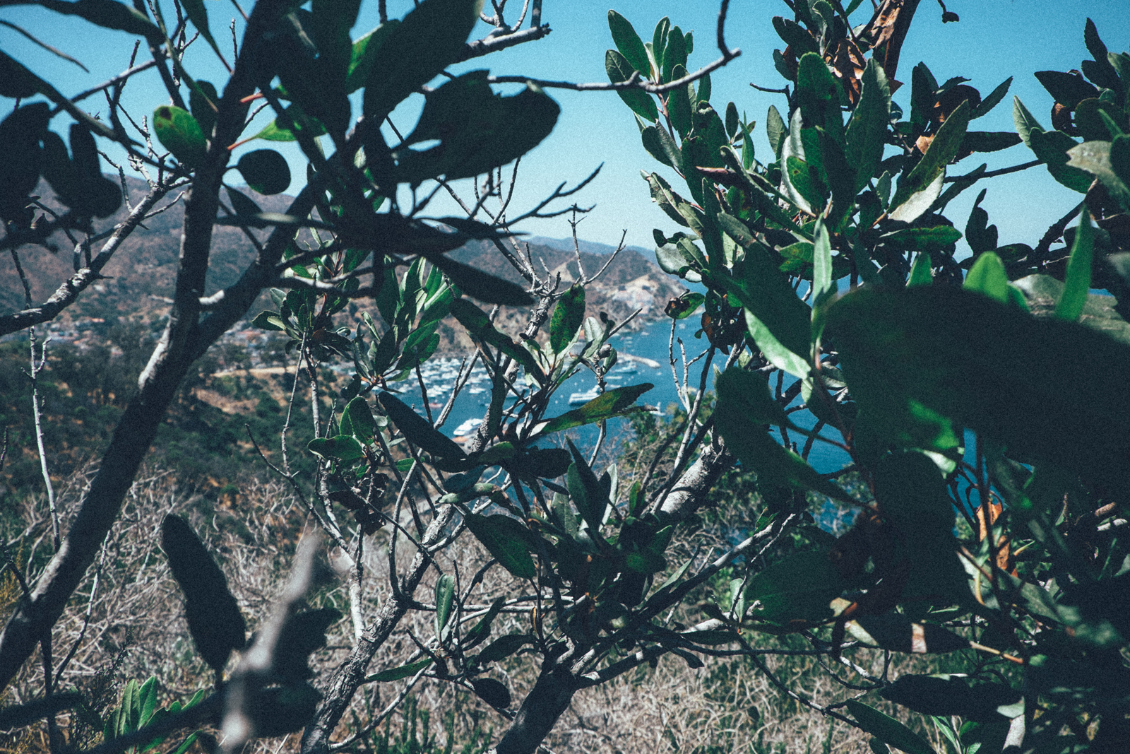 MelissaMontoyaPhotography_2017_08_07_CatalinaIsland_06