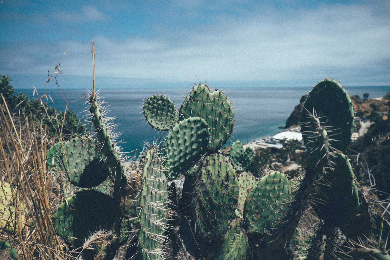 MelissaMontoyaPhotography_2017_08_07_CatalinaIsland_09