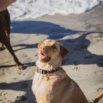 COMMERCIAL photos: Dirty Dogs Solana Beach
