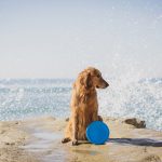 COMMERCIAL photos: Dirty Dogs Solana Beach