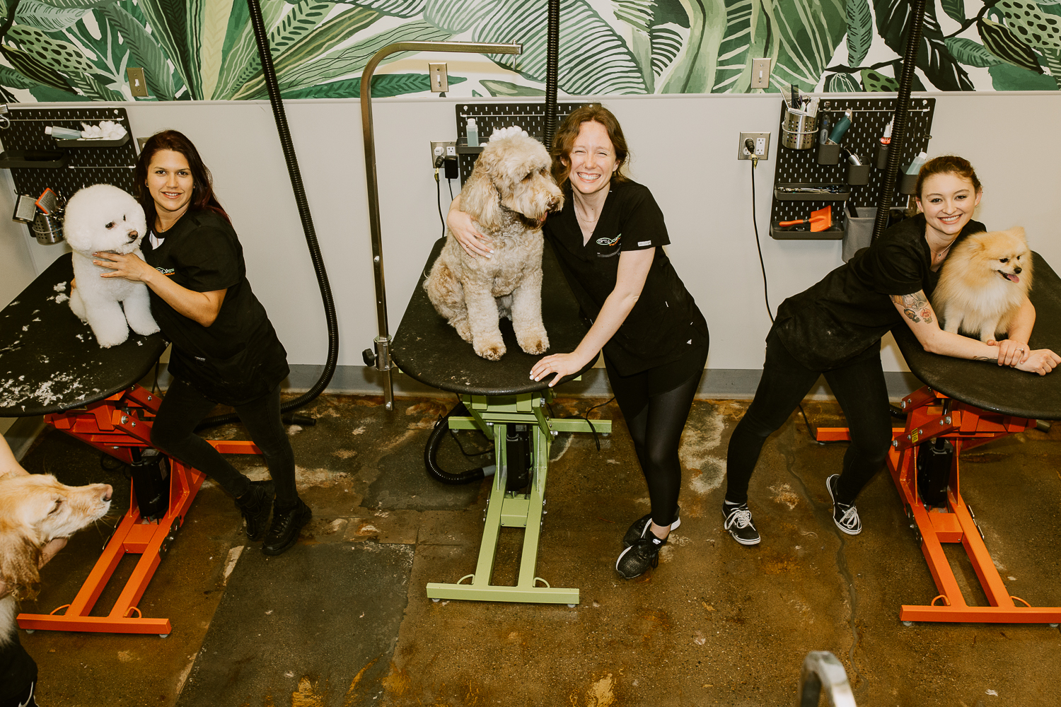 HILLCREST Dirty Dogs Professional Grooming Melissa Montoya Photography
