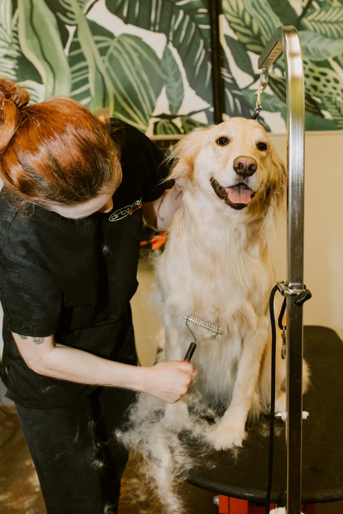 HILLCREST Dirty Dogs Professional Grooming Melissa Montoya Photography