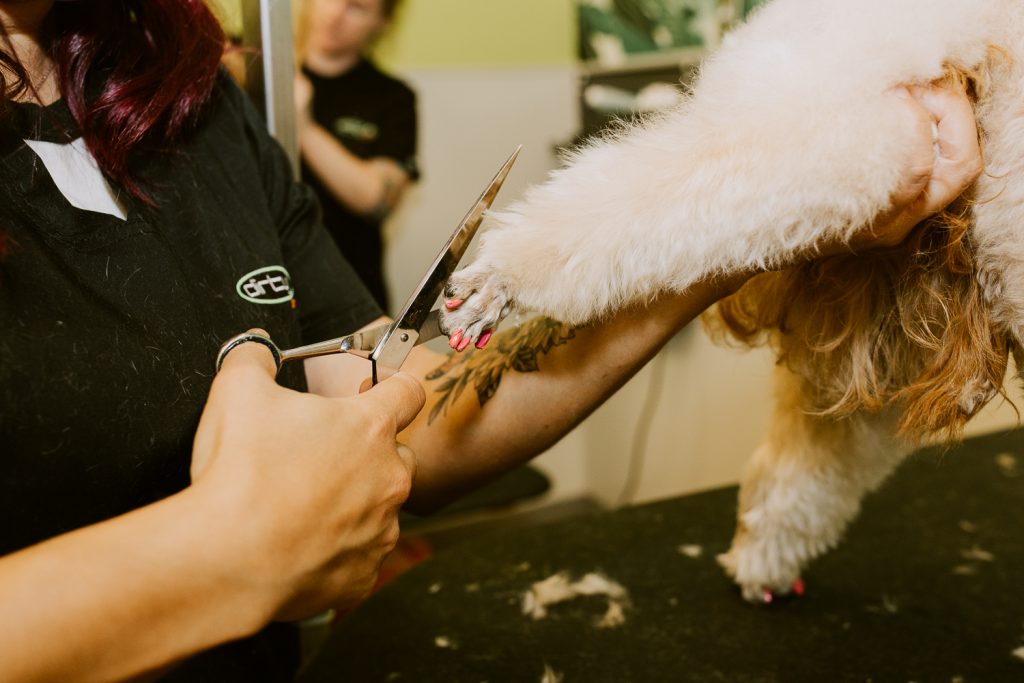 HILLCREST Dirty Dogs Professional Grooming Melissa Montoya Photography